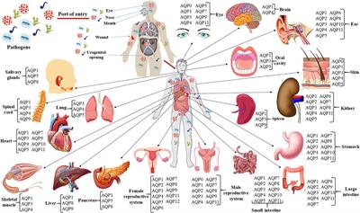 Human Aquaporins: Functional Diversity and Potential Roles in Infectious and Non-infectious Diseases